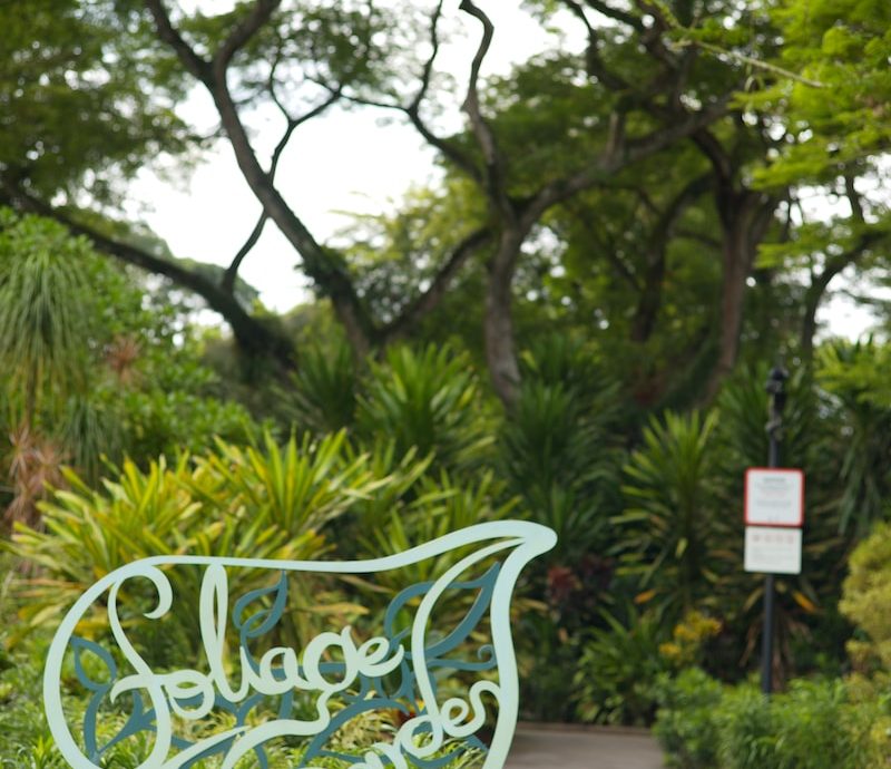 a path with trees and plants on the side