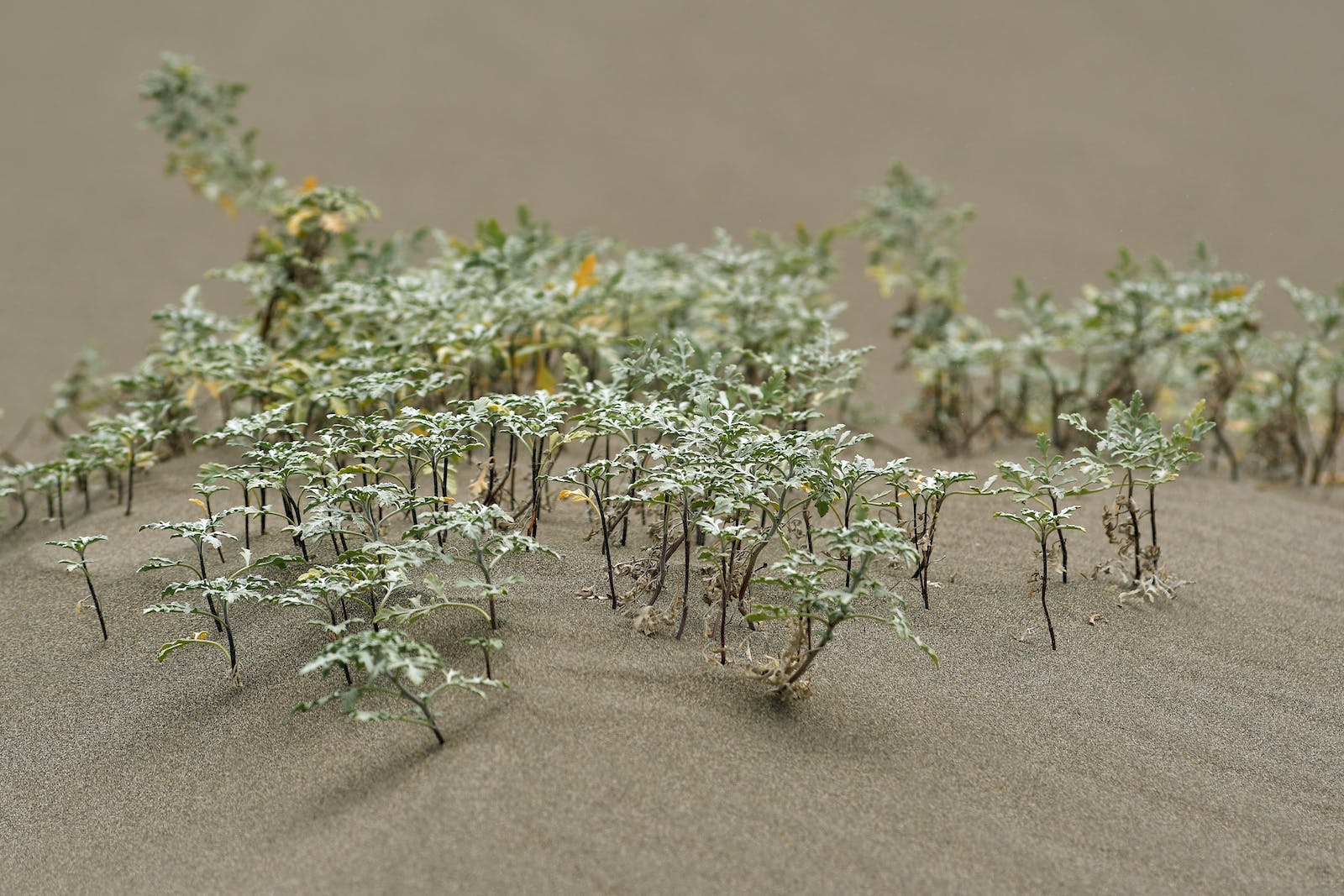 Mini plants growing on smooth soil in sandbox