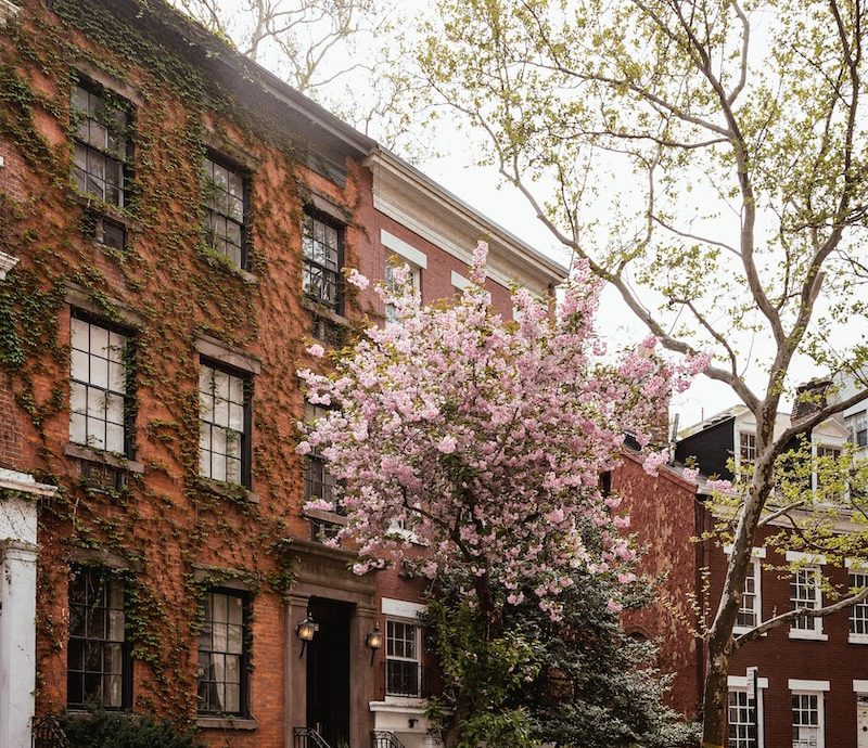 a tree in front of a row of brick buildings