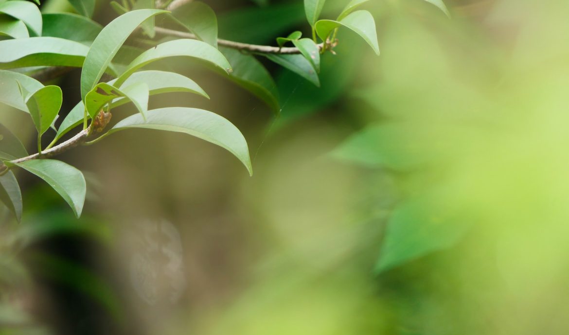 selective focus photography of green leaf