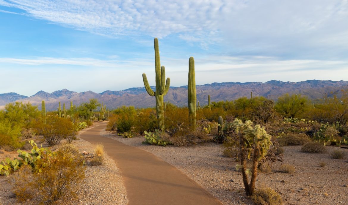 green cactus during daytime